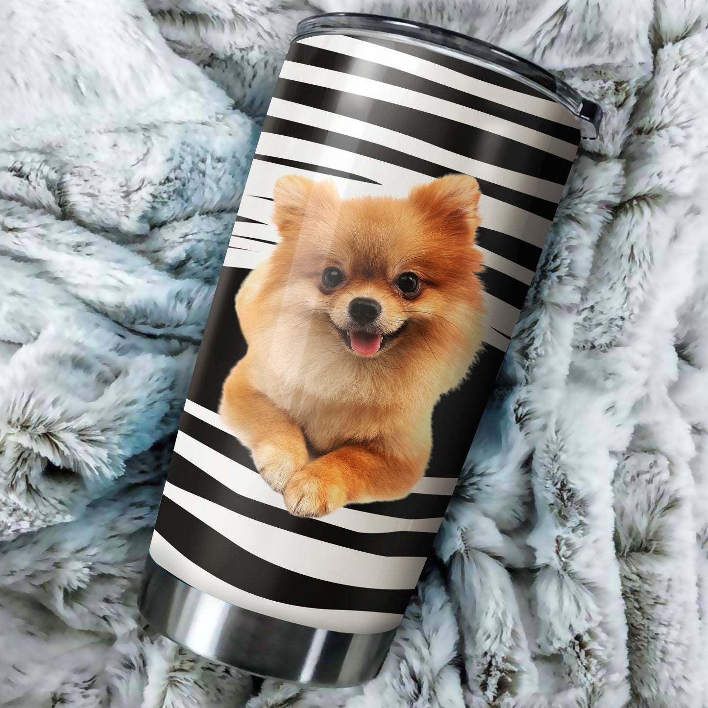 Pomeranian tumber DD09232003