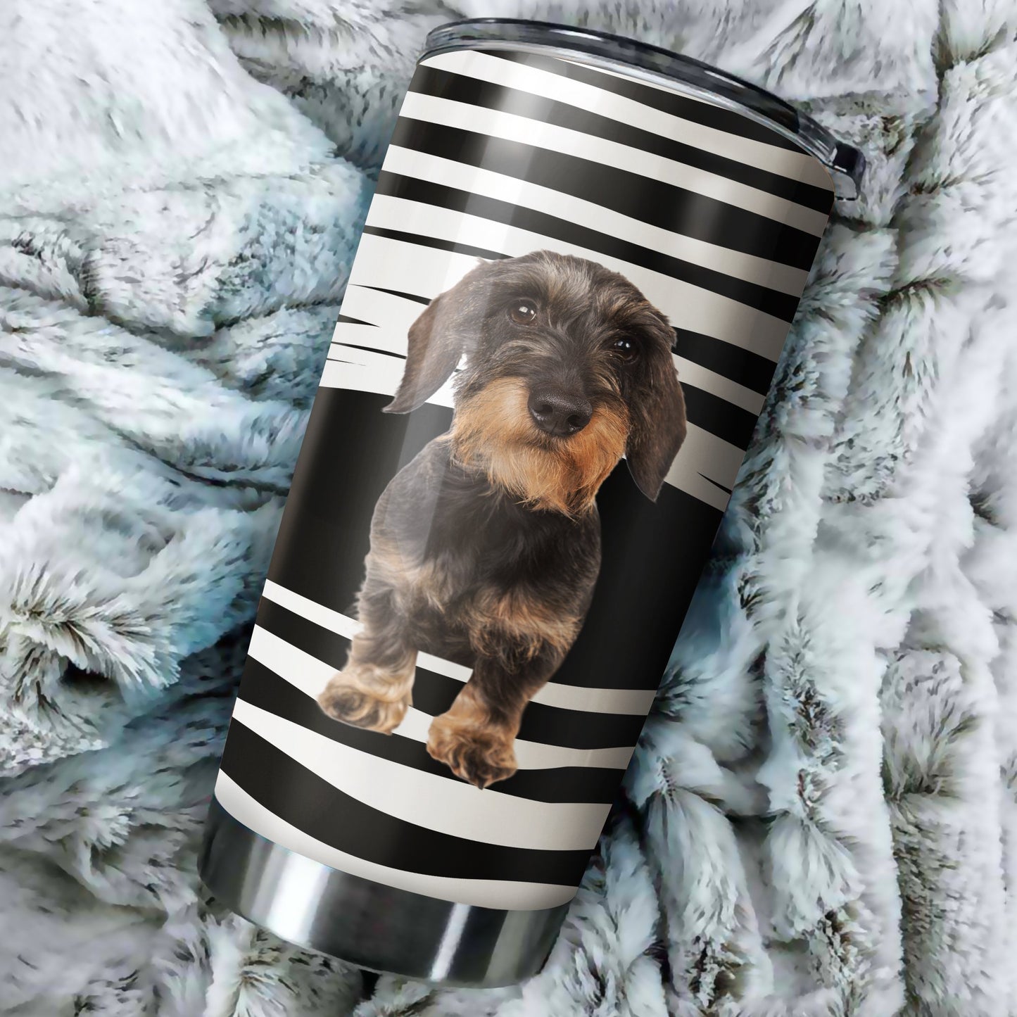 Schnauzer tumber DD09222002