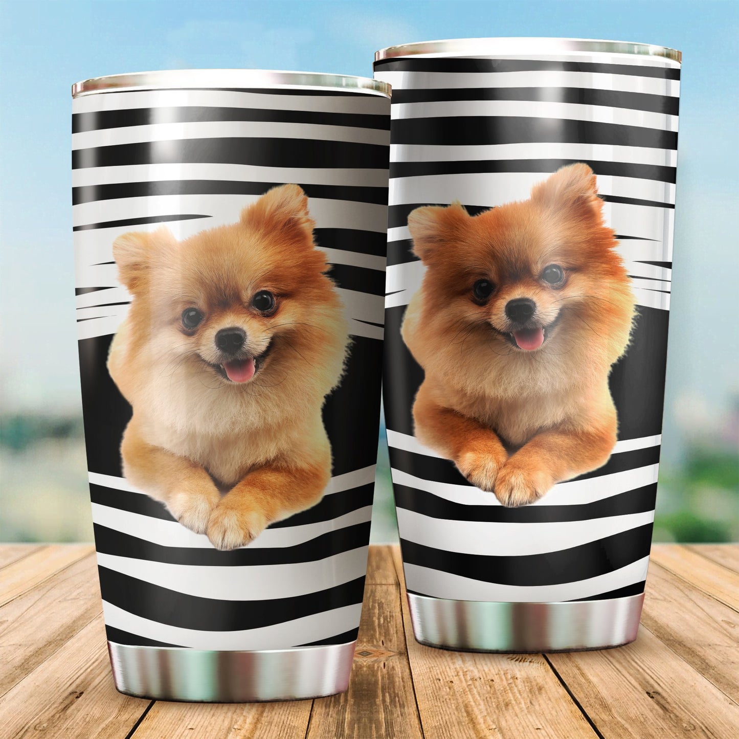 Pomeranian tumber DD09232003